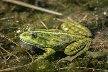 A green water frog sunbathing in a pond