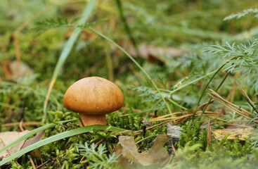 mushrooms in the grass