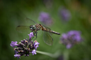 macro of Dragonfly