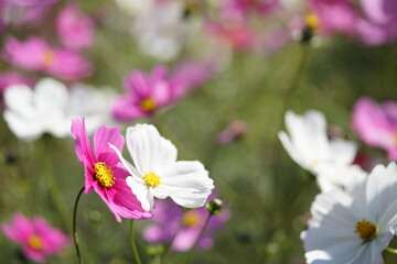 Various Color of Cosmos in Full Bloom
