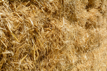 dry mown straw close-up, abstract background, blur