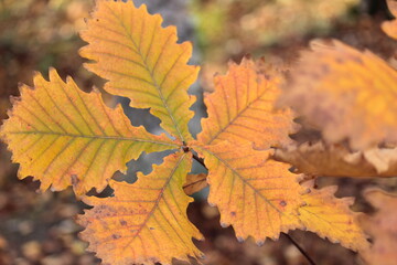 autumn bright leaves close up