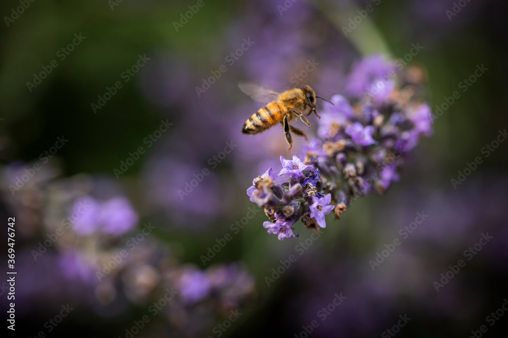 Wall mural bee on lavender