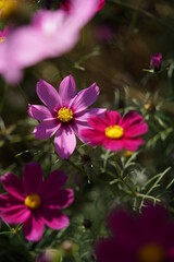 Obraz premium Various Color of Cosmos in Full Bloom 