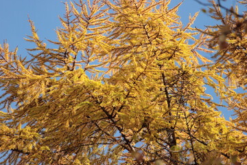 autumn yellow larch at sunset