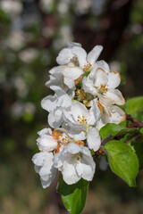 Fototapeta premium apple tree flowers
