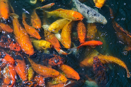 Pond with goldfish or Golden carp Japanese name-koi fish, Nishikigoi, Cyprinus carpio haematopterus in the pond, close-up of koi fish. Japan.