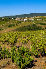 Fototapeta na wymiar Le village de Saint-Joseph-en-Beaujolais dans le vignoble du Beaujolais dans le département du Rhône en France