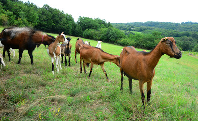 Obraz premium goats in a meadow on lush green grass. grazes in a lush green meadow