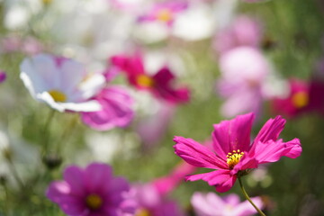 Obraz premium Various Color of Cosmos in Full Bloom 