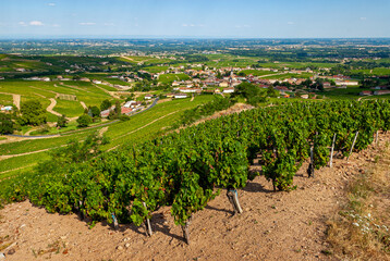 Fototapeta na wymiar Paysage du vignoble du Beaujolais autour du village de Fleurie dans le département du Rhône en France