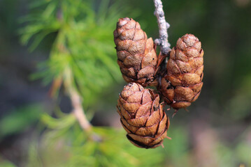 two pine cones