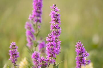 Obraz premium Lythrum salicaria, or purple loosestrife, good honey plant. Other names include spiked loosestrife and purple lythrum. Flowering meadow.