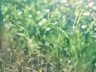 Drops of dew on the grass in defocus