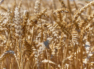 Obraz premium Golden ripe ears of wheat.
