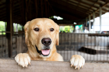 Brown golden retreiver dog stood and wait over the cage
