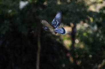 o voo do pombo foto Renato Lopes