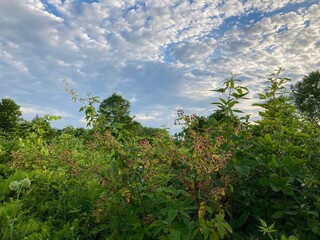 Wild raspberries in the forest

