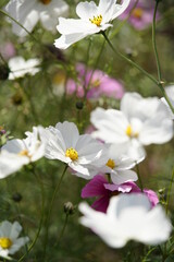 White Flower of Cosmos in Full Bloom

