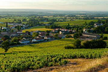 vignoble du Beaujolais dans le département du Rhône en France
