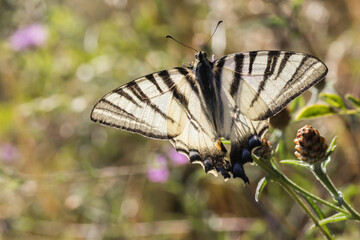 Sail moth (Iphiclides podalirius)
