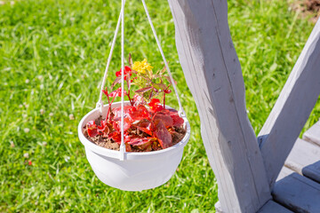 Flower in a pot hanging in the backyard on a sunny summer day