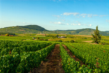Fototapeta na wymiar Paysage du vignoble du Beaujolais dans le département du Rhône en France