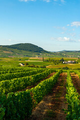 Fototapeta na wymiar Paysage du vignoble du Beaujolais dans le département du Rhône en France