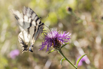 Sail moth (Iphiclides podalirius)