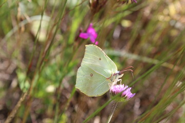 a cabbage butterfly with white light yellow wings sits on a pink lilac flower among the grass side view
