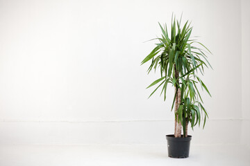Fototapeta premium Studio shot of potted plant. Potted plant on white background 