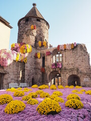Kreisstadt Lahr im Schwarzwald - Chrysanthema