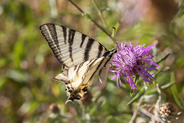Sail moth (Iphiclides podalirius)