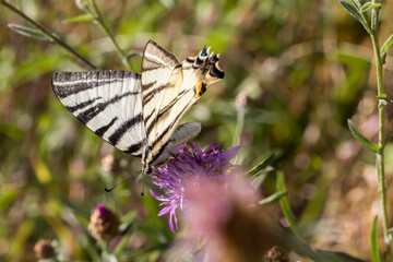 Sail moth (Iphiclides podalirius)