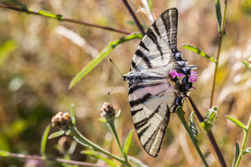 Sail moth (Iphiclides podalirius)