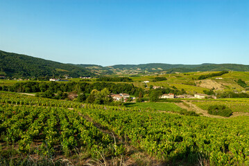Fototapeta na wymiar paysage de vignes autour du village de Juliénas dans le vignoble du Beaujolais dans le département du Rhône en France