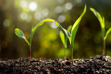 Corn seedlings are growing from fertile ground.