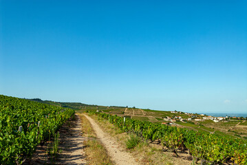 Fototapeta na wymiar vignes aux alentours du village de Chiroubles dans le vignoble du Beaujolais dans le département du Rhône en France