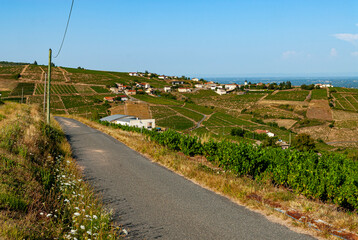 vignes aux alentours du village de Chiroubles dans le vignoble du Beaujolais dans le département...