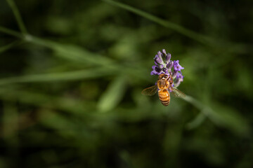 Bee on Lavender 