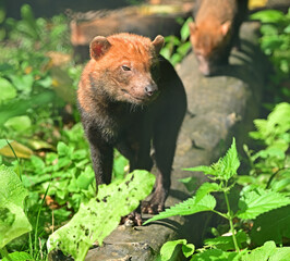 Bush dog (Speothos venaticus) in grass