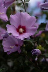 Bee on Rose of Sharon