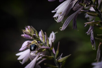 Bee on Flower