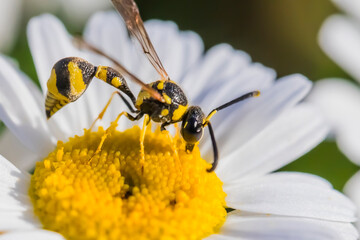 Wasp on a camomile. Macro photo. Wasp close-up. White flower. White petals texture. Yellow pistil and stamens. Drawing on the body of a wasp. The wasp pollinates the flower. Background - chamomile. 