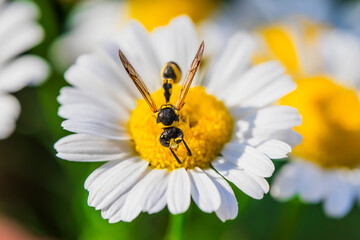 Obraz premium Wasp on a camomile. Macro photo. Wasp close-up. White flower. White petals texture. Yellow pistil and stamens. Drawing on the body of a wasp. The wasp pollinates the flower. Background - chamomile. 