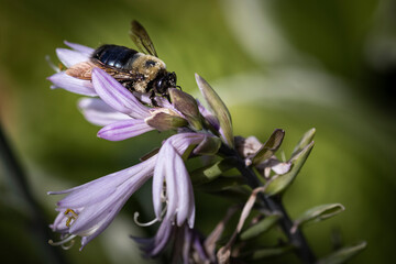 Bee on Flower