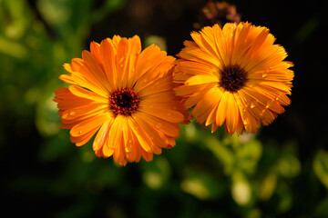 beautiful flower marigold in garden on green background. this flower is also known as scotch marigold. Macro orange beautiful flowers in the garden.