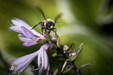 Bee on Flower