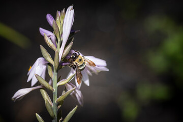 Bee on Flower
