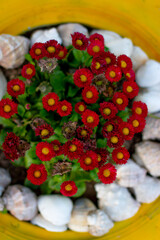 Spring flowers, wheel instead of vase, garden flowers in the tire